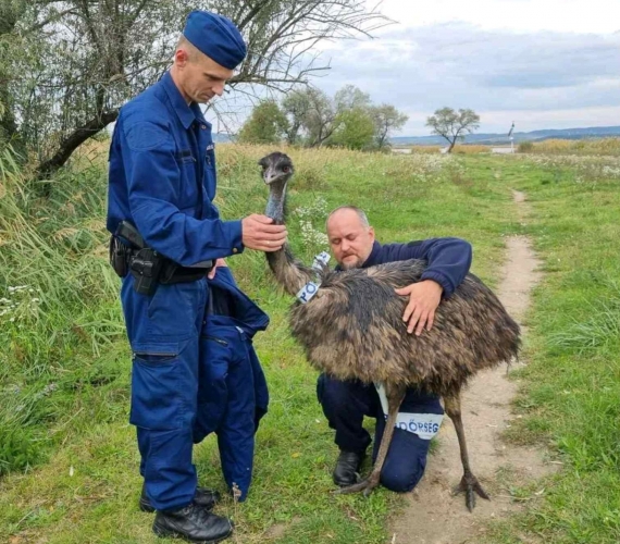 emu