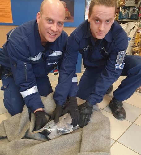 szürke gém mentése